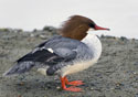 Mergus merganser